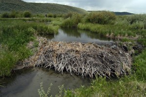 A beaver dam in Wyoming. Photo credit: Wildlife Conservation Society.
