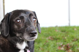 Lucy Maureen. My wonderful, 9-year-old beagle mix.