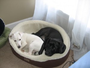 Five dogs beds in the house, but they always used to share.