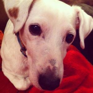 The late Archie Warren Draper. Miss you, buddy.