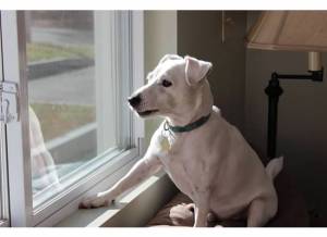 Archie keeping watch over the neighborhood, ready to warn us of the slightest movements.