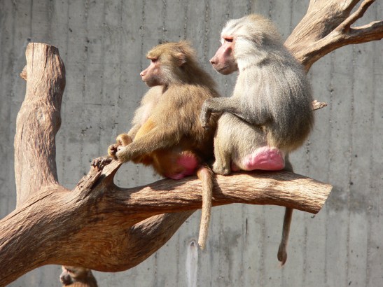 Hamadryas baboon.jpg