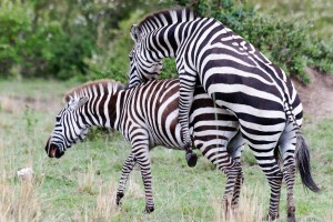 mating-zebras
